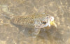 Spring 2019 Flyfishing Report