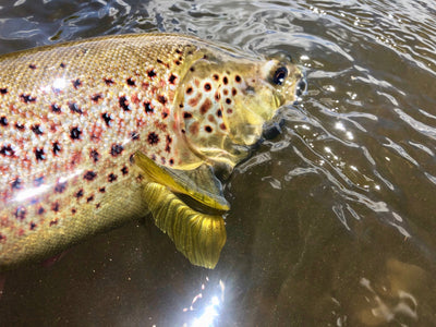 Summer 2019 Flyfishing Report