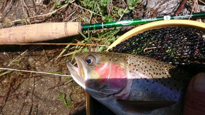Unforgettable Season: Flyfishing Reports from 2016